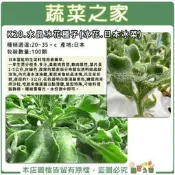 【蔬菜之家滿額免運】K20.水晶冰花(冰花.日本冰菜)種子100顆生菜料理柔軟肉質莖,可做料理裝飾用