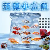 「殺菌冷凍朱文錦」活凍 檢疫小魚 分包分裝 觀賞魚爬蟲類 餵食方便