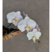 phal philippinensis 菲律賓白花蝴蝶蘭/斑葉蝴蝶蘭/紅葉實生苗1.7吋