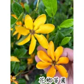 《花鄉園藝》長筒黃梔、黃梔子、長管梔子、8寸老欉