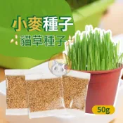 小麥草種子 50g小麥種子 貓草/小麥草/貓草種子/化毛 貓草〈貓咪/兔子/寵物鼠/鸚鵡皆可食用〉貓咪化毛 小麥貓咪零食