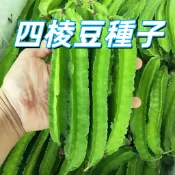 台灣現貨【四棱豆種子】楊桃豆 熱帶蔬菜 家庭園藝 陽台種植 有機種 高發芽率 台灣適應  新手易種植