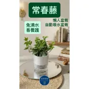🌿 常春藤 自動吸水盆栽｜室內綠植｜懶人植物｜辦公室盆栽｜免頻繁澆水【廣昌園藝】