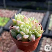 一吋迷你盆【蔓蓮】多肉植物|多肉|景天科｜療癒小物| 組盆|綠手指必備|［Xuan肉園］