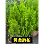 田尾玫瑰園 l 黃金扁柏 6吋高40公分 8吋高55公分 松柏植物 (植物眾多歡迎詢問)