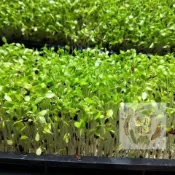 【台灣現貨】苜蓿芽苗菜種子 紫花苜蓿籽水培蔬菜 陽台盆栽庭院可種 3-5天快採 免土免肥｜高營養 生機飲食必備