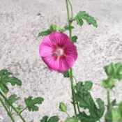 小花木槿盆栽：多年生