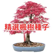 【精選楓樹種子】台灣現貨 青楓紅楓四季變色 庭院盆栽陽台造景 觀葉植物易種植 苗木綠化造景楓樹苗 高發芽率