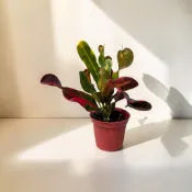 ｛英宏｝彩鑽變葉木3寸 室外植物 半日照植物 觀葉植物