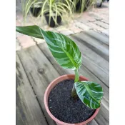 夏威夷雲彩蕉/觀葉植物/藤.園藝批發