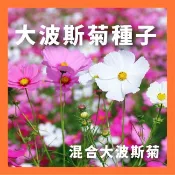混合波斯菊種子【另有一公斤裝批發價，請聊聊】｜大波斯菊｜混合色種子｜綠肥｜景觀｜花卉種子｜超美花海｜園藝 ｜開心農場