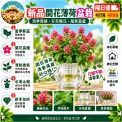 現貨🌹【新品開花薄荷盆栽】🌹新品七色薄荷盆栽 開花薄荷 清香提神 陽臺盆栽 桌面小緑植 驅蚊植物 淨化空氣 薄荷盆栽