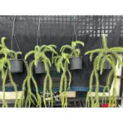 泰國 藍石松｜3.5吋盆～石松科蕨類植物⋯