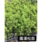 羅漢松苗/羅漢松/籬笆樹/綠化樹木/