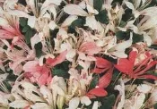 【優勢】日本皋月杜鵑苗木~品種名“波紫吹“