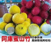 阿庫蜜山竹garcinia acumin【嫁接苗】種小盆栽在陽台會結果