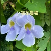 初花農場3店|大鄧伯花|攀藤植物|4.5吋盆|開花植物|超取限定3棵----定價100