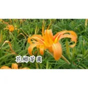 《花鄉園藝》金針苗、可食用金針苗