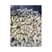 (店+)北港特產《鹽炒帶殼九號花生》600g/一斤