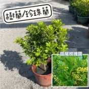 田尾玫瑰園 l 樹蘭、魚子蘭、珍珠蘭、千里香【6吋盆 高度約35cm】開花會香 香花植物 綠籬植物 (植物眾多歡迎詢問)