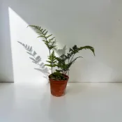 植物空間 兔腳蕨3寸 蕨類植物 室內植物