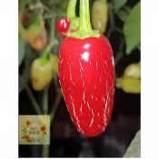 💥現貨｜快速出貨 🌶️（墨西哥胡椒海螺 辣椒種子） 果實大小約 10CM 新手易種 四季盆栽庭院可種辣椒種子