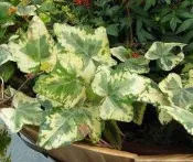 花田厝_藤蔓觀賞植物—黃斑常春藤--庭園造景綠化~觀葉植物/3吋高約10-15cm