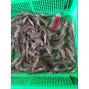 《漢國釣具》冷凍蝦 可食用 白蝦／鬍鬚蝦，小白蝦，尾指蝦，海釣場，蝦子，魚餌，蝦仁，養魚，死蝦子