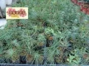 ╭＊田尾玫瑰園＊╯優良庭園用樹-(五葉松)素材高25cm60元