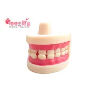 兒童牙齒模型 (有縫無座，打開可固定角度) 保母證照專用 晴晴百寶盒 保母保姆娃娃模擬 兒童齒模 兒童口腔護理 N053