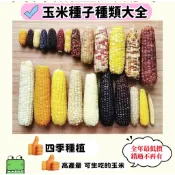 💥【玉米種子 】💯品質保證 今年新玉米種子 水果玉米 白龍王玉米 奶油玉米  四季播種高產 不發芽就退 可生吃玉米高發芽