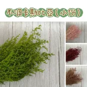 『花藝夢』全色系現貨✅永生卡斯比亞 《單份5克販售》 不凋花 永生花 乾燥花材 卡斯比亞 DIY材料 花材 不凋花永生花