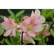 【優勢】日本久留米杜鵑苗~品種名(高砂)