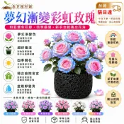 告別黃葉爛根🌹【現貨 30款玫瑰花苗】🌹稀有玫瑰花花苗 月季花苗 玫瑰植株 濃香型花卉 室內外陽臺庭院四季開花 觀賞花卉