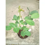 蔓性／灌木玫瑰（3吋）