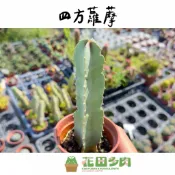 《花田多肉》🌵【四角蘿藦/四方蘿藦】 3吋盆 多肉植物/仙人掌/蘿藦/戶外植物/開花植物
