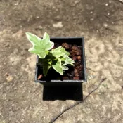 [懶生活]迷你星星常春藤 造景 小品盆栽 生態缸 迷你盆栽 Hedera helix 'Mini-Ester' 2號方盆