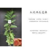心栽花坊-紅肉西瓜芭樂/超取易折損/4吋/嫁接苗/芭樂品種/特價160