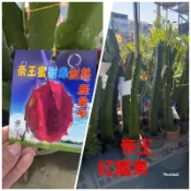 霏霏園藝   帝王紅龍果高壓苗4吋盆。高度50-60公分高