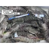 限量高級野生超大4p海草蝦（生食等級，本地海蝦）