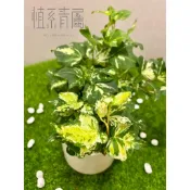 植系青屬-黃斑綠葉常春藤/爬藤植物/觀葉植物/室內植物/三吋小品(不含水泥盆)