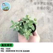 鳳梨薄荷種子 台灣現貨 鳳梨香薄荷 可食用 香草盆栽 療癒植物 廚房窗台 新手好種 氣味清香 驅蟲 陽台花園 居家綠化