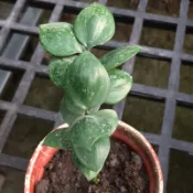 觀葉植物：（圓葉竹柏）