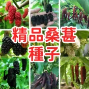現貨速發【桑葚種子】臺灣原生桑葚種子 桑樹苗仔 桑子 桑果實籽 盆栽植物 自家種植 可食用 果樹苗 易栽種 陽臺園藝