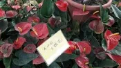 花苗-盆栽 **成功紅火鶴花 **5 吋盆/ 高30-50公分/花期持久【花花世界玫瑰園】s