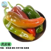 🌶️【市場少見】虎皮辣椒種子 斑馬紋觀賞椒 可食用 結果多 陽台盆栽 辦公室療癒小物 簡單好種