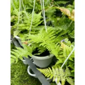 ｛英宏｝ 紅毛麟蓋蕨6吋吊盆 蕨類植物 室內植物 雨林植物