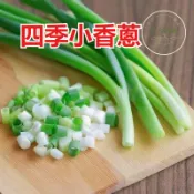 💥台灣現貨💥【台灣北蔥種子】珠蔥種子 日本蔥種子 四季可栽 耐熱耐寒 家庭蔬菜 陽台盆栽 菜園直栽 高發芽率