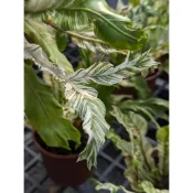 開心農元-觀葉植物- 斑葉魚尾山蘇
