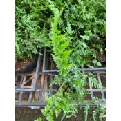 天草鳳尾蕨（蕨類植物）